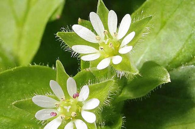 Kaip sustiprinti organizmą pavasarį?