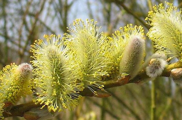 Karklų vanduo - augimo stimuliatorius