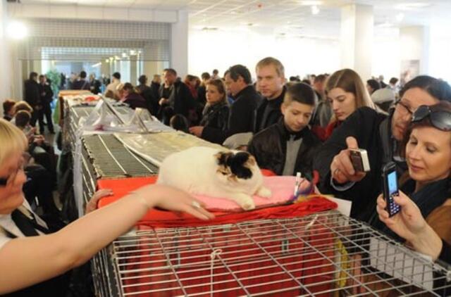 Klaipėdoje vyksta tarptautinė kačių paroda