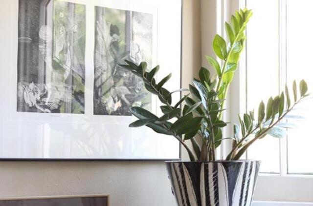 Kokie augalai neša į namus laimę ir sėkmę?