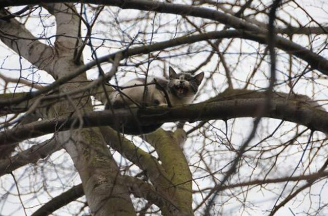 Niekas nenorėjo nukelti medyje įstrigusio katino