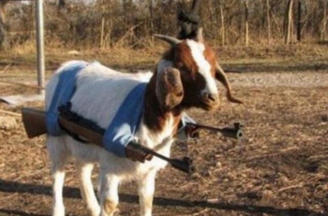 Bulvaras: tikėk - netikėk