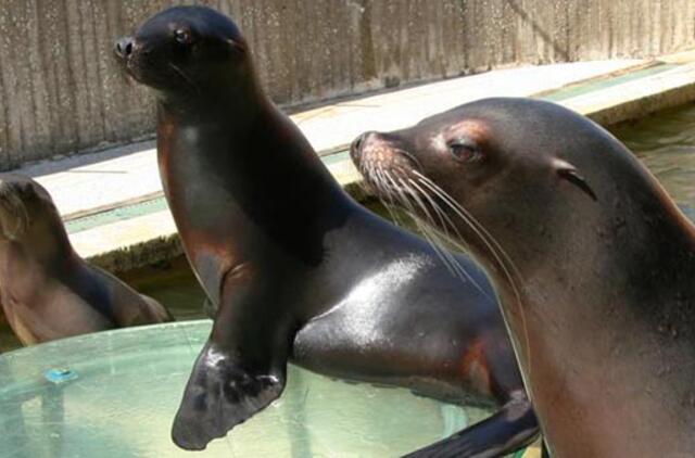 Delfinus pavaduoja Kalifornijos jūrų liūtai