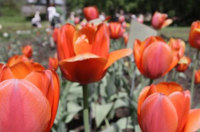 Gegužės 17-oji: vardadieniai, dangaus kūnai, istorija