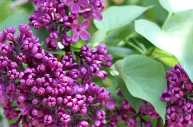 Gegužės 23-oji: vardadieniai, dangaus kūnai, istorija