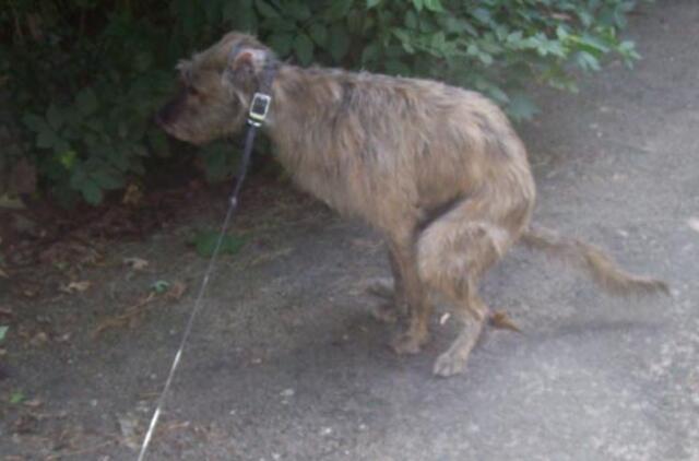 Gyvūnų globos organizacija kviečia rinkti augintinių išmatas