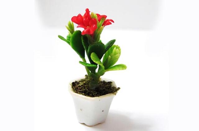 Jei gėlę užpuolė bėdos...