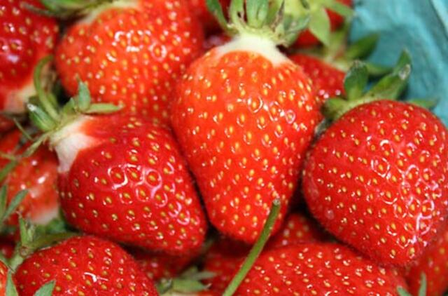 Ką privalo žinoti braškių augintojas?