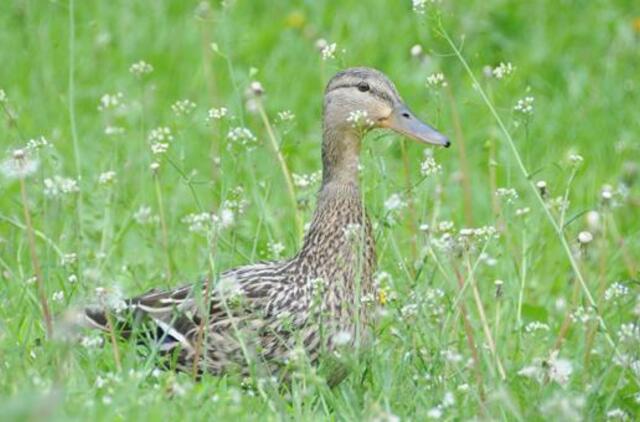 Klaipėda: VE.lt pristato gegužės 31-osios įvykius
