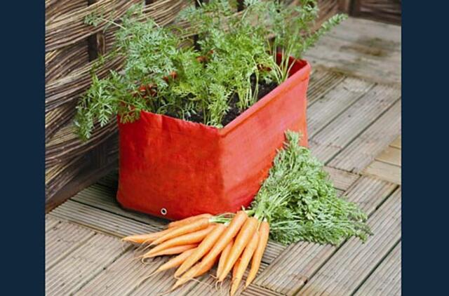 Kodėl blogai uždera morkos?