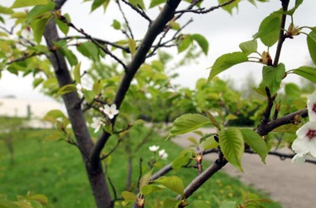 Sinoptikai žada šiltą ir malonią savaitę