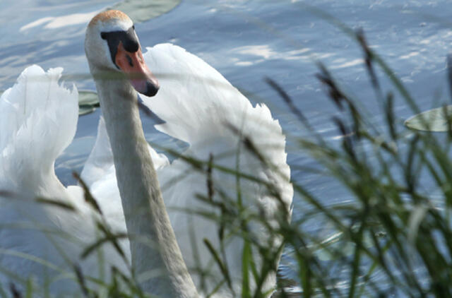 Birželio 11-oji: vardadieniai, dangaus kūnai, istorija