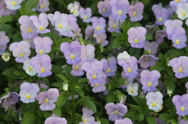 Birželio 26-oji: vardadieniai, dangaus kūnai, istorija