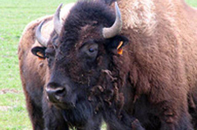 Bizonienos patiekalai iš nuojautos