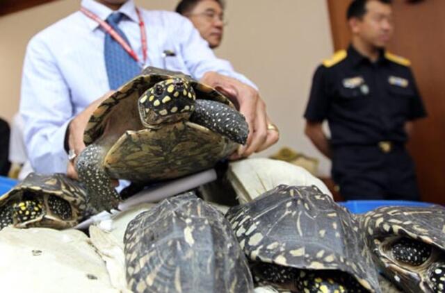 Į Tailandą kontrabanda atgabenta šimtai vėžlių