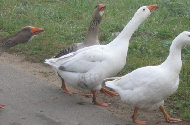 Oro uosto žąsimis maitins nepasiturinčiuosius