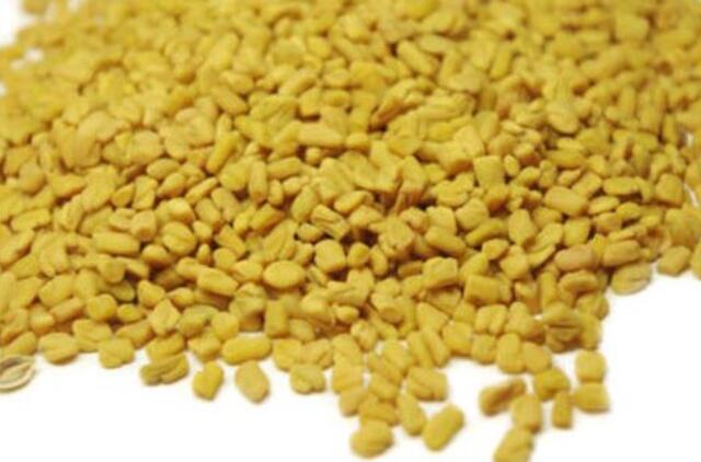 Į Lietuvą įvežtose vaistinių ožragių sėklose E.coli bakterijų nerasta