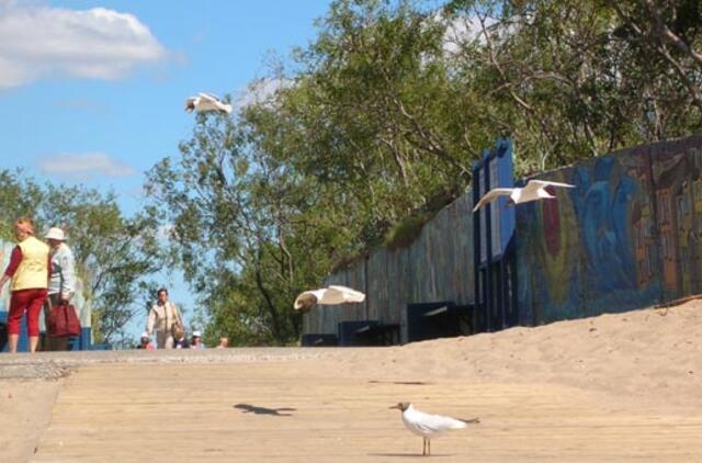 I Melnragė - prasta naujiena