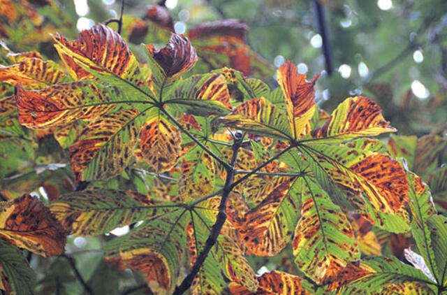 Kaštonų išnykimas kol kas negresia