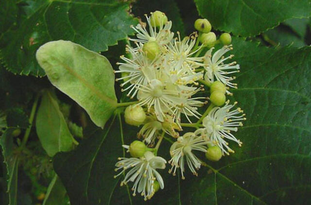 Pasidauginkime dekoratyvinių augalų patys