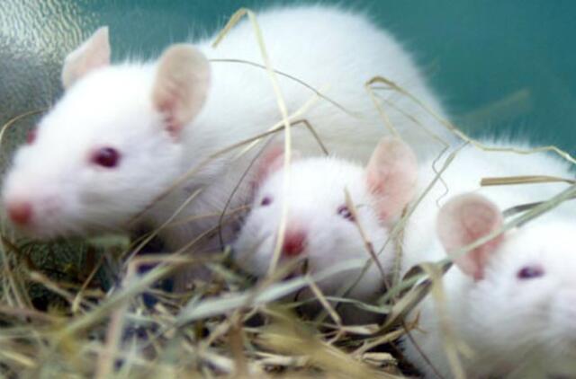 Pelėms įsodintos žmogaus kepenys