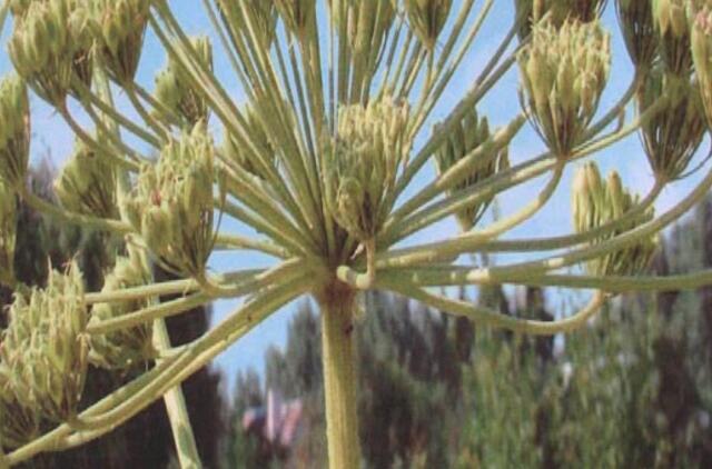 Specialistai pataria saugotis Sosnovskio barščių