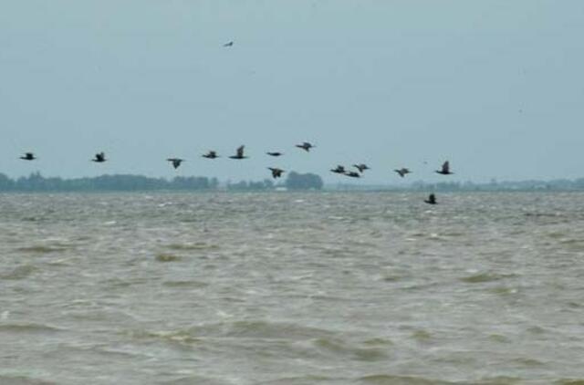 Dingęs žvejys dviem paroms buvo tapęs plaukiku
