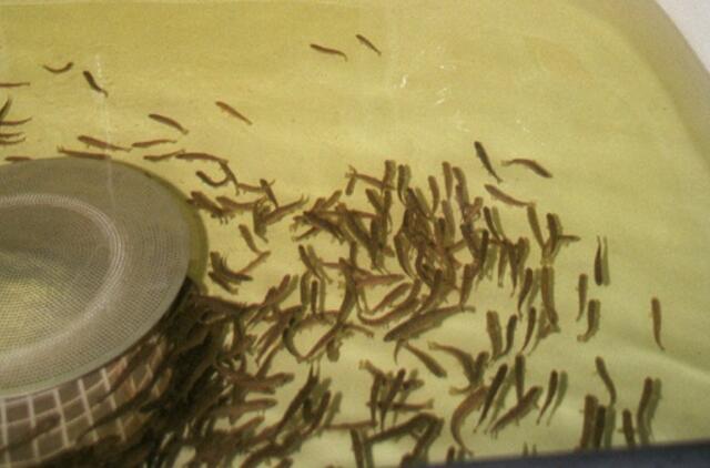 Generalinė prokuratūra tinkamai atliko tyrimą "mailiaus" byloje