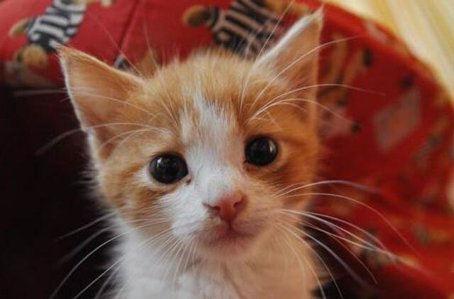 Gyvūnų problemas mieste spręs po truputį