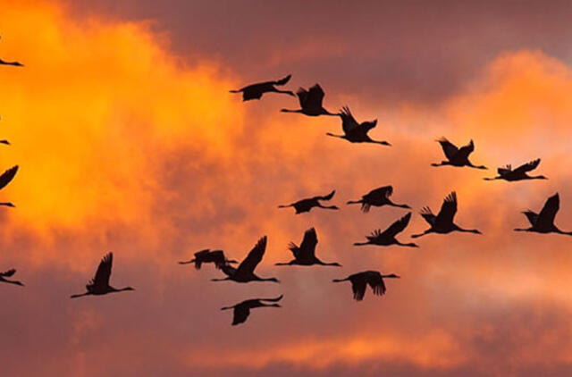 Rekordiniai gervių pulkai buriasi Žuvinte atsisveikinti su vasara