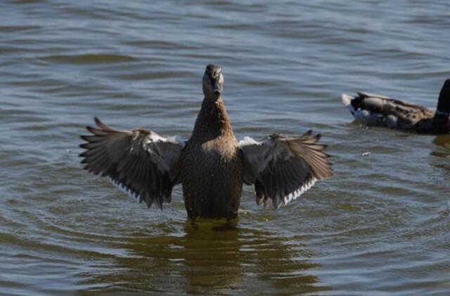 Rugpjūčio 14-oji: vardadieniai, dangaus kūnai, istorija