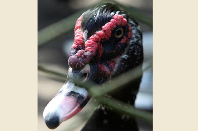 Rugpjūčio 3-ioji: vardadieniai, dangaus kūnai, istorija