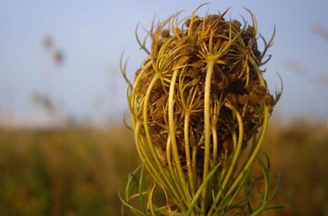 Vaistažolių krepšelis rugpjūtį