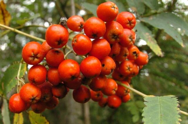 Ar žiema bus šalta?