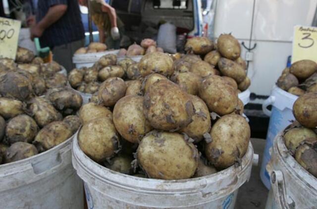 Bulvių kaina priklauso ne nuo oro, o nuo noro