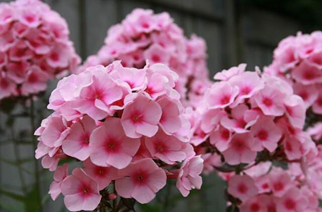 Daugiametės gėlynuose. Dauginame, formuojame, gėrimės...