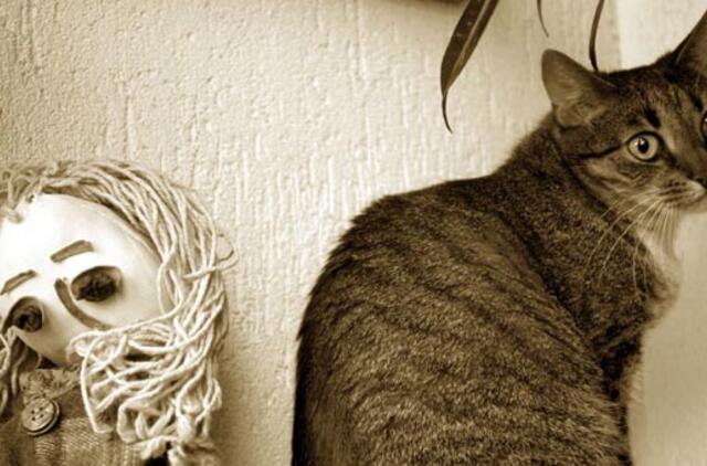 Į užsienį keliaujantis katinas kelionei turi ruoštis prieš keturis mėnesius