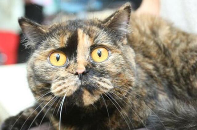 Kačių parodoje pasaulio čempionų titulai atiteko sfinksams bei Meino meškėnui