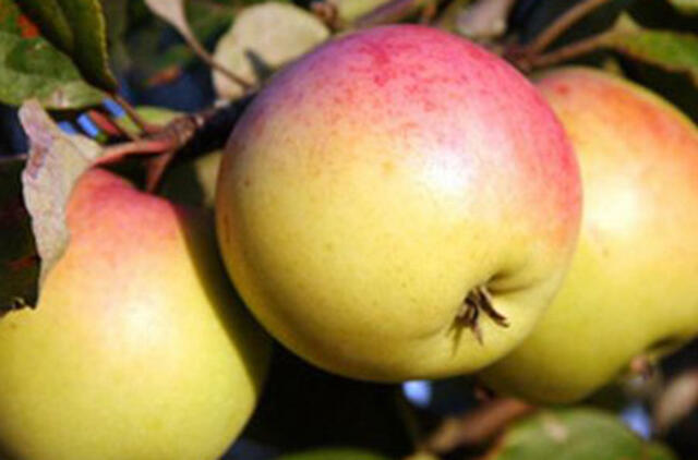 Obuolių derlius šiemet – tik vidutinis