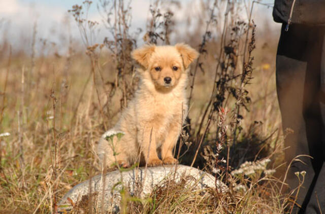 Veterinarai masiškai sterilizuos benamius gyvūnus