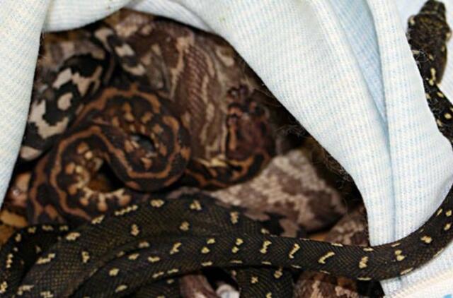 Vokietijos muitininkai australo rankiniame bagaže aptiko 36 gyvas gyvates