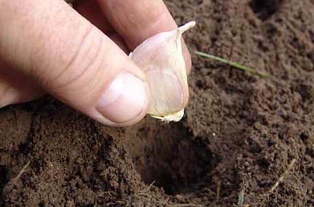 Žieminių česnakų dauginimas orinėmis ropelėmis