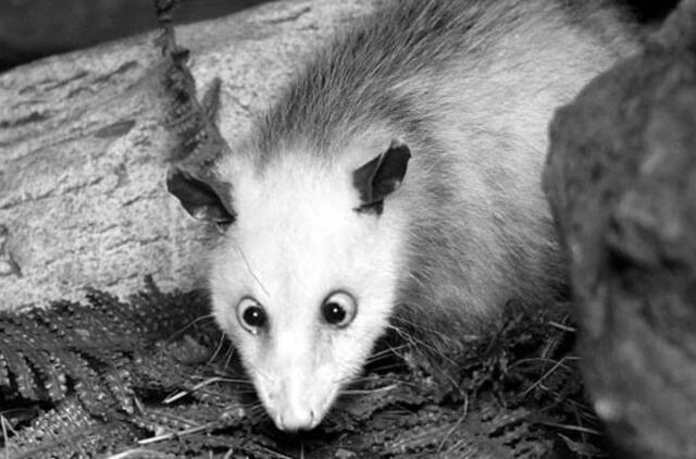 Žvairoji oposumė Heidi amžiams užmerkė akis