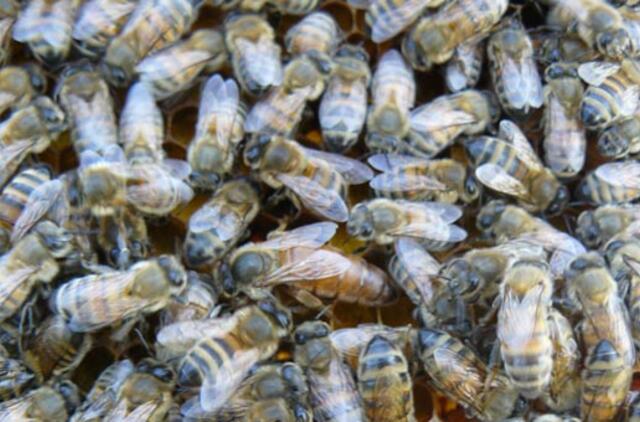 Apvirtus sunkvežimiui į laisvę ištrūko 25 mln. bičių