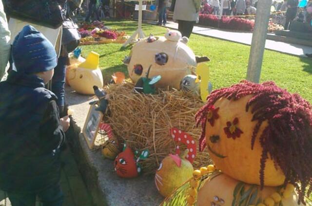 Derliaus šventėje Kretingoje - moliūgai milžinai