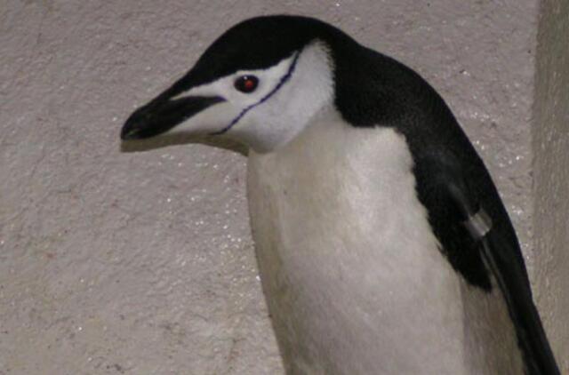 Hampšyro paplūdimyje pastebėtas pingvinukas