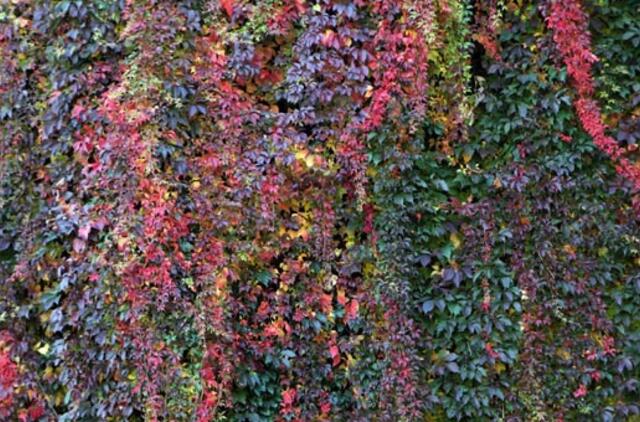 Spalio 25-oji: vardadieniai, dangaus kūnai, istorija