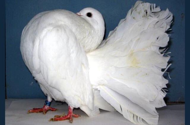 Kaune - balandžių paroda