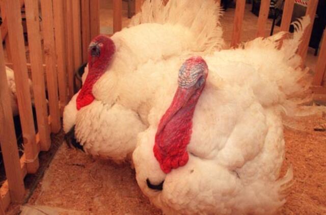 Kiek kalakutų per Padėkos dieną suvalgoma JAV?