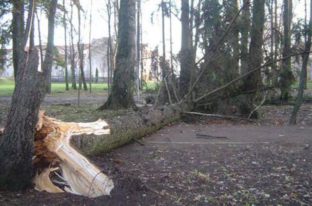 Vėtra Šilutėje vartė medžius, 1 500 rajono gyventojų liko be elektros